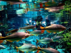 Ecoturismo em Nobres