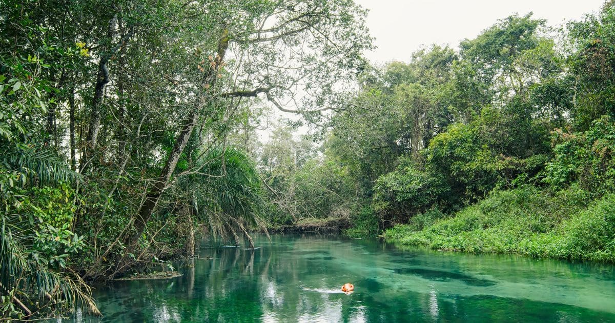 Descubra as maravilhas das RPPNs: conservação e biodiversidade.