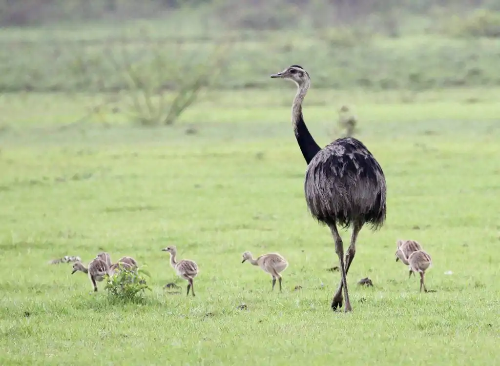 Birdwatching Tourism in Emas National Park