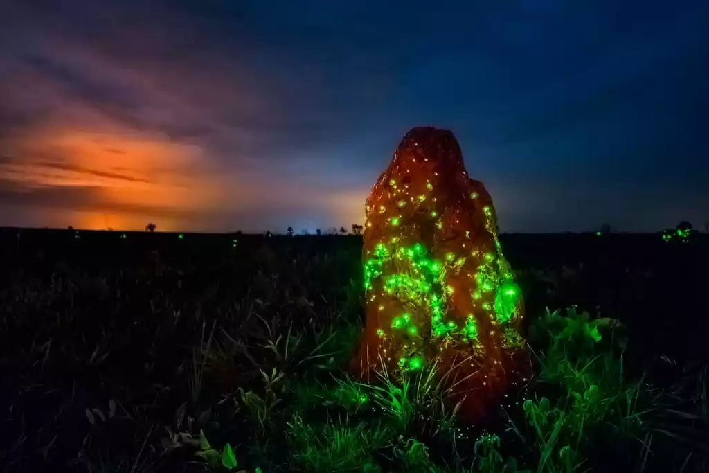 Bioluminescence of the Termite Mounds in Emas National Park.