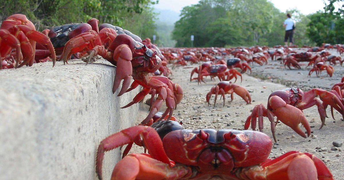 caranguejos vermelhos da ilha christmas