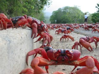 caranguejos vermelhos da ilha christmas