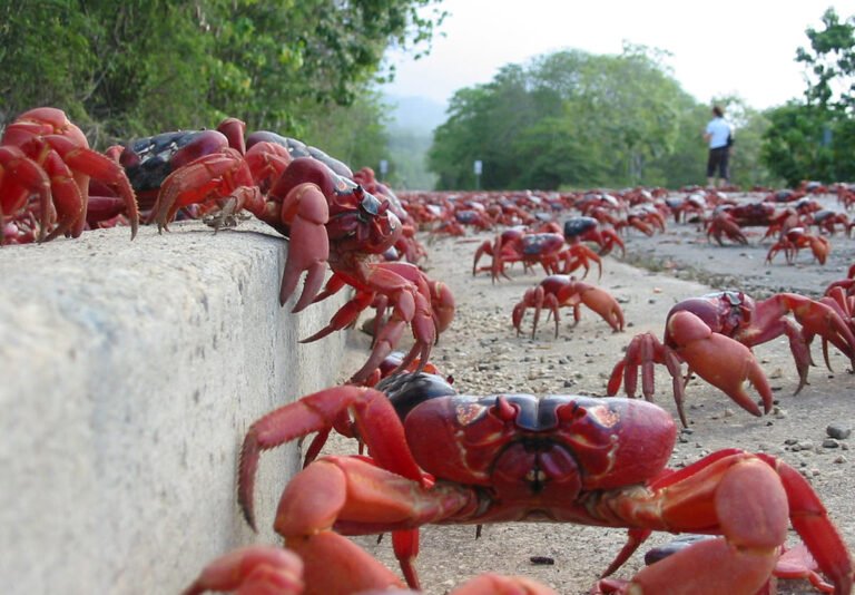 caranguejos vermelhos da ilha christmas