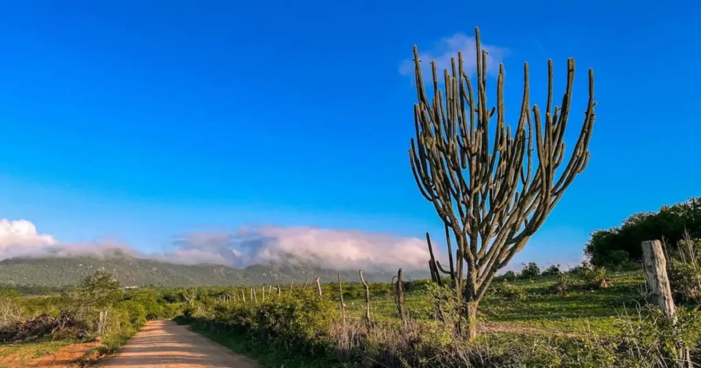 facts about the caatinga, Brazil.