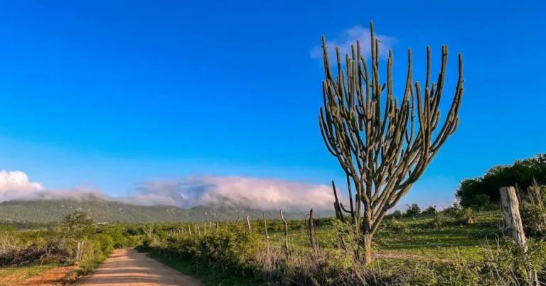 facts about the caatinga, Brazil.
