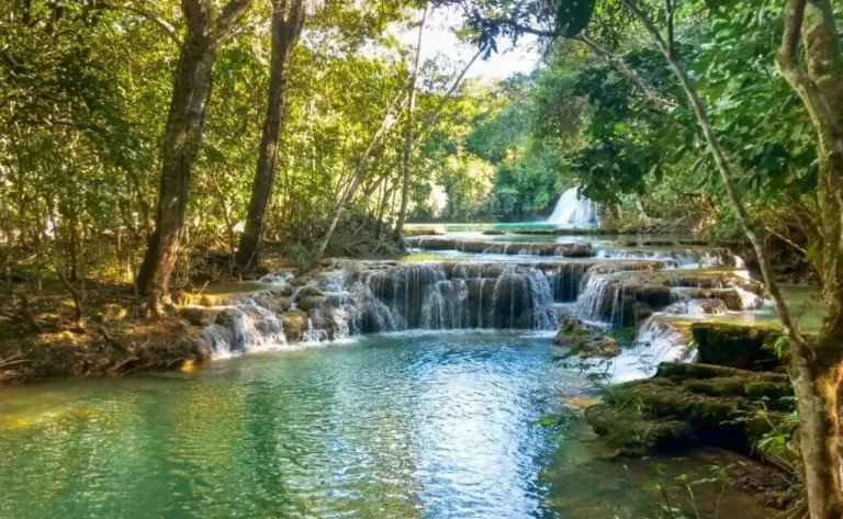 Fascinating Facts About the Cerrado: Discover the secrets of this beautiful biome.