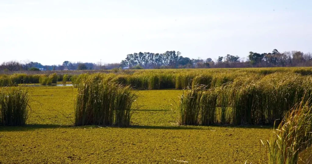 Discover 23 Fascinating Facts about the Pampa