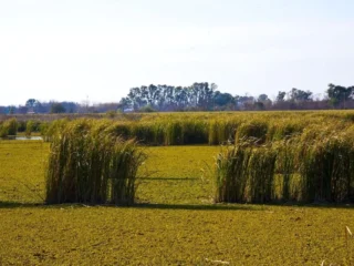 Discover 23 Fascinating Facts about the Pampa