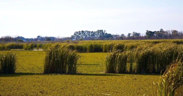 Discover 23 Fascinating Facts about the Pampa