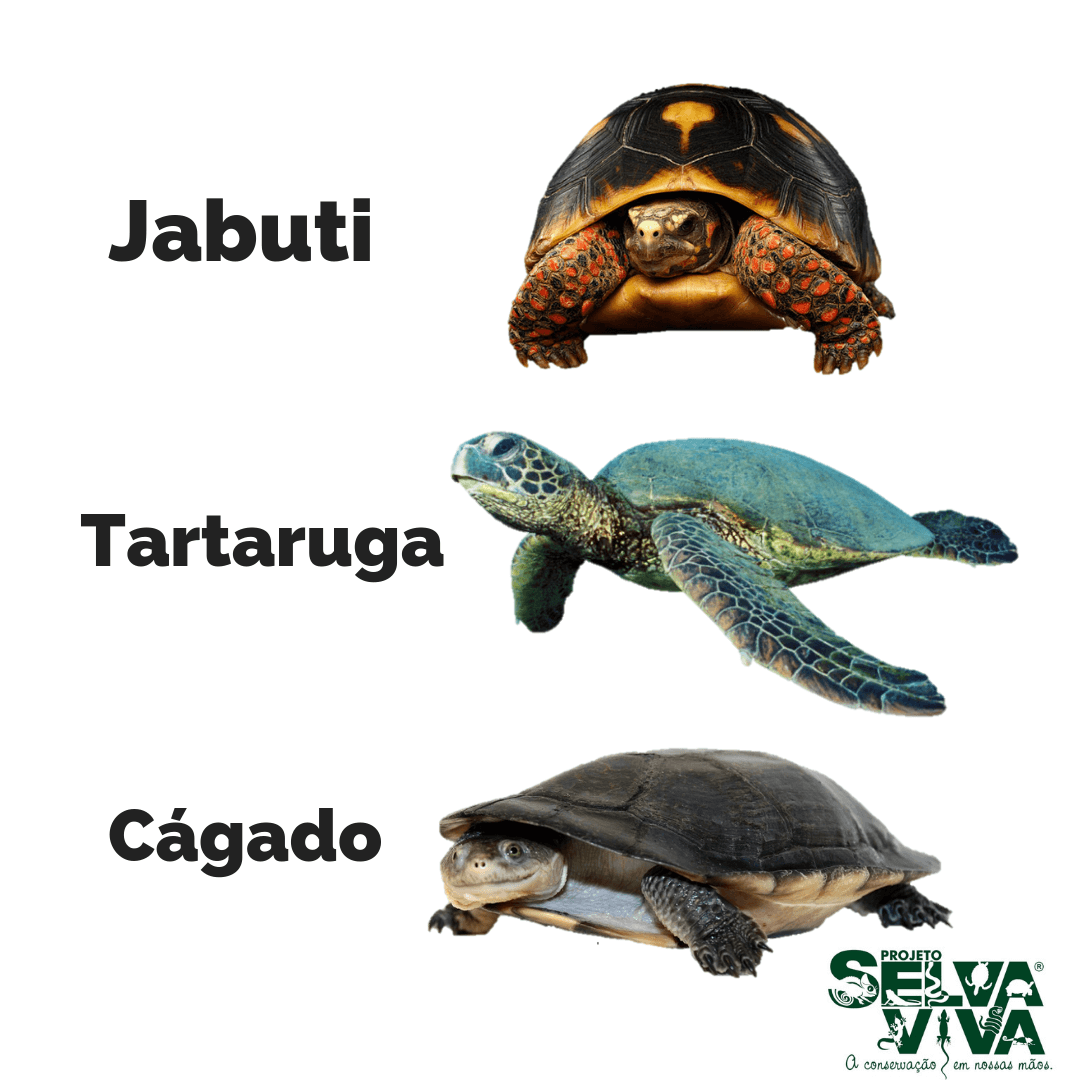 Qual a diferença entre Cágados, Jabutis e Tartarugas » Turismo de Natureza