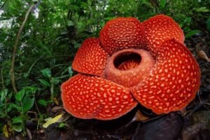 Rafflesia Arnoldii em plena floração, exibindo sua grandiosidade e características únicas.