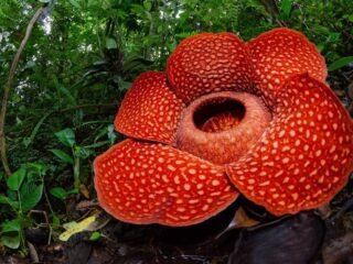 Rafflesia Arnoldii em plena floração, exibindo sua grandiosidade e características únicas.