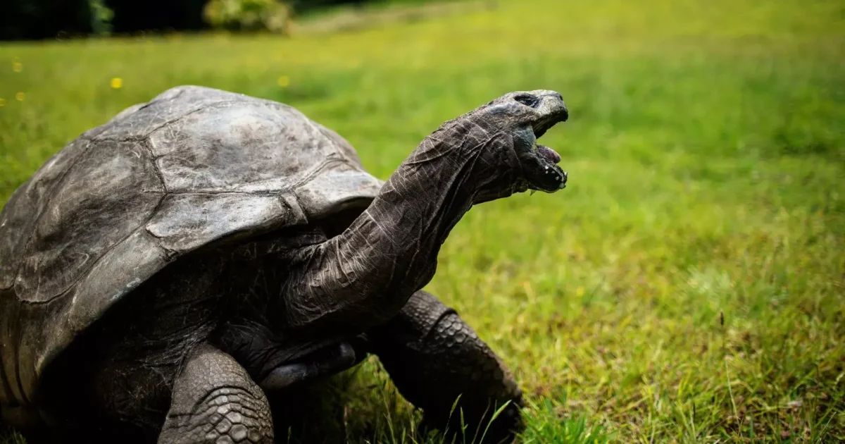 O jabuti mais antiga do mundo.