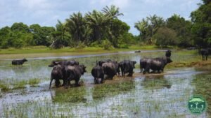 Explore Soure e Salvaterra em 1 a 5 dias, desfrutando de praias paradisíacas, passeios de barco, fazendas tradicionais e a rica cultura local.