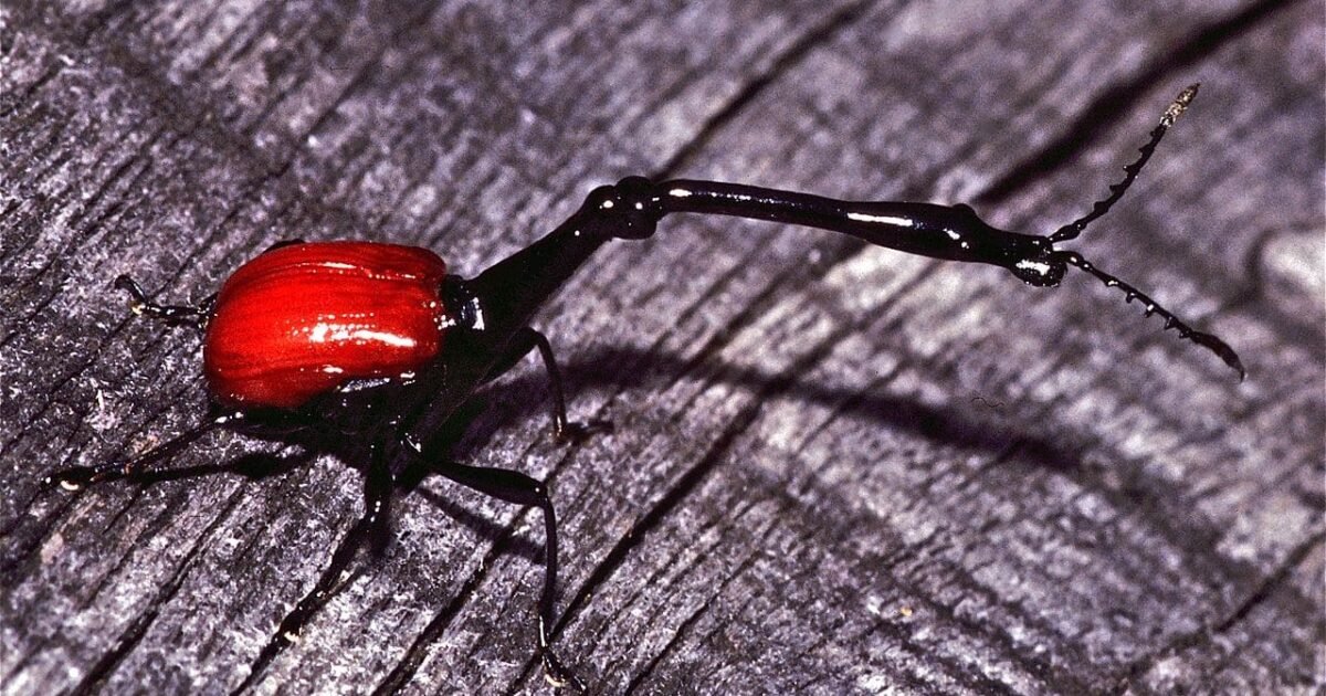 Insetos raros do mundo em seus habitats naturais.