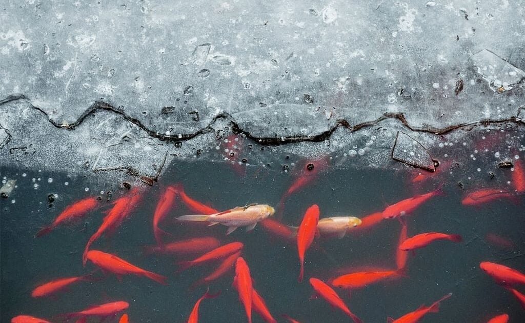 Sobrevivência dos Peixes em Águas Congeladas
