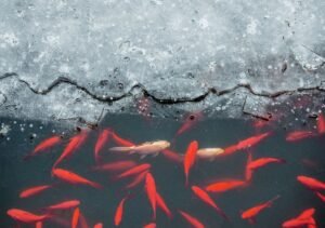 Sobrevivência dos Peixes em Águas Congeladas