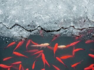 Sobrevivência dos Peixes em Águas Congeladas