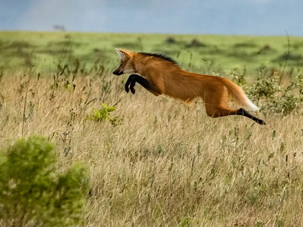O que fazer na Serra da Canastra: Observação da Vida Silvestre