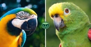 Diferença Entre Arara e Papagaio