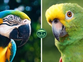 Diferença Entre Arara e Papagaio
