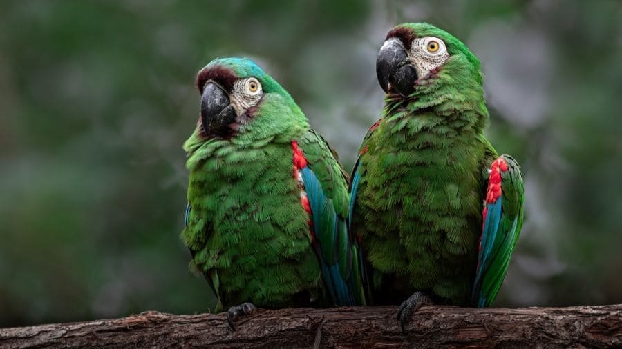 Arara-verde-pequena (Ara severus).