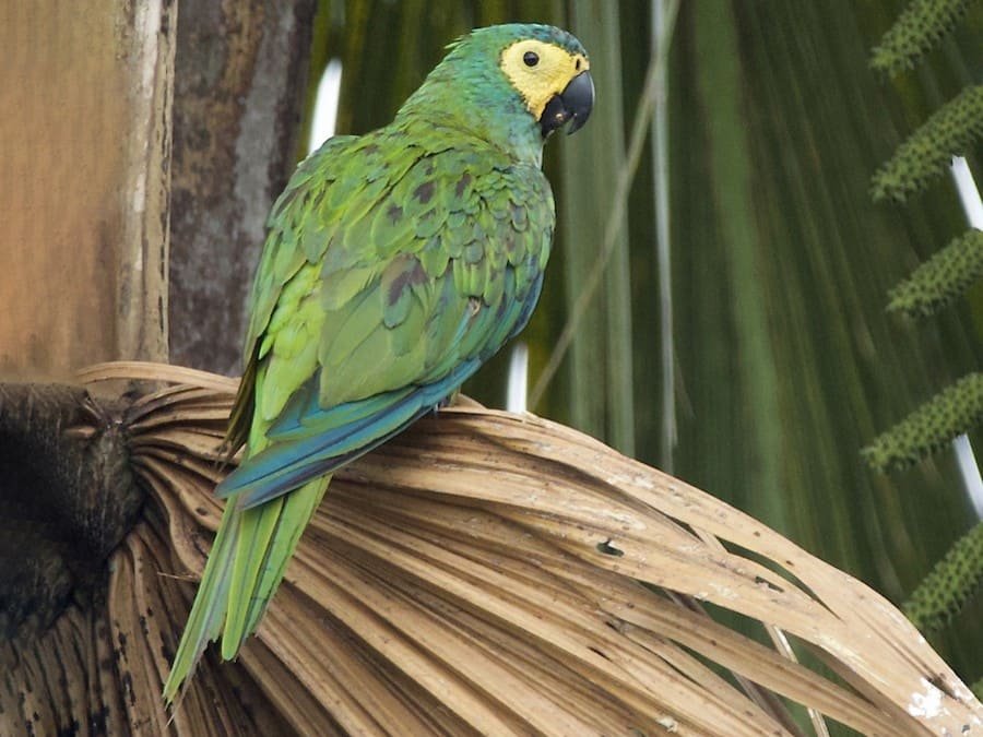 Arara-cangalha (Orthopsittaca manilata)