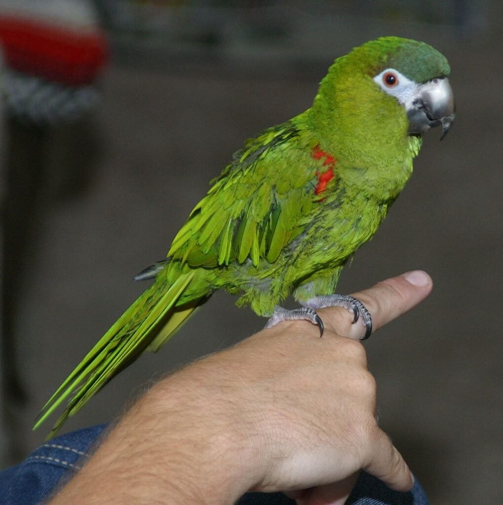 Ararinha-nobre (Diopsittaca nobilis).