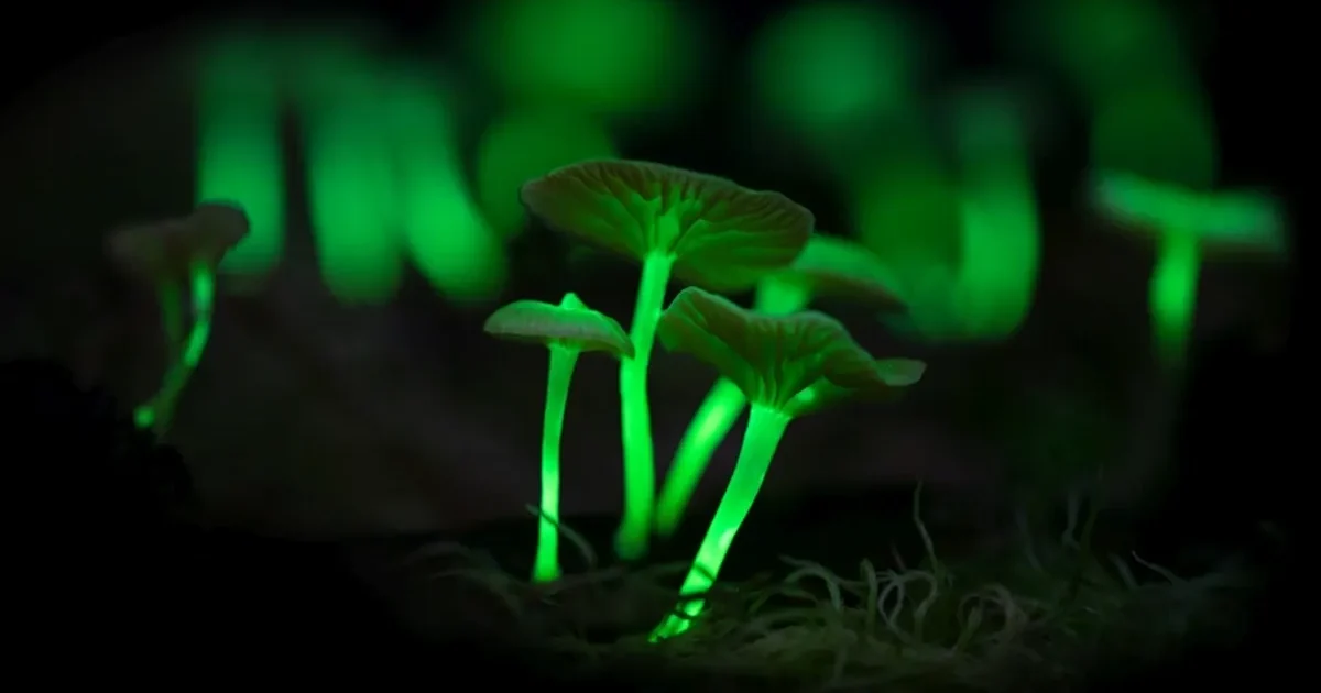 Fenômenos de bioluminescência