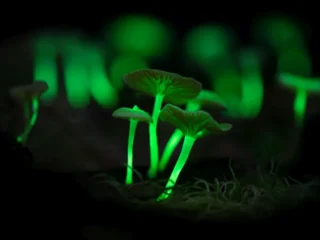 Fenômenos de bioluminescência