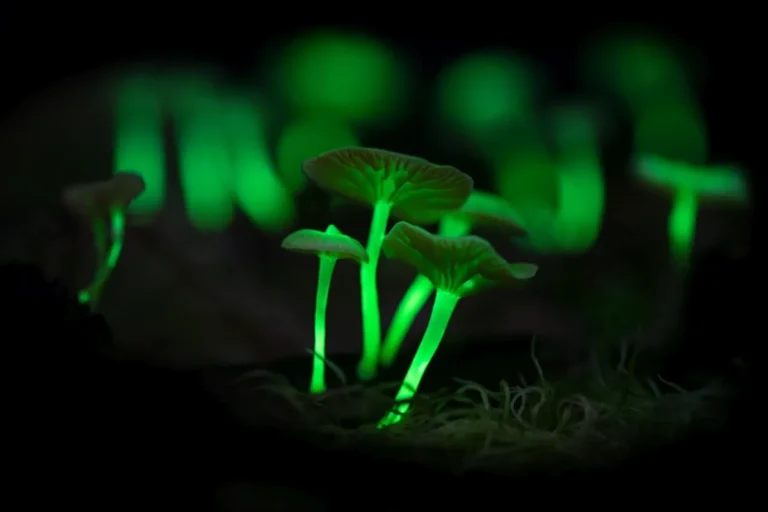 Fenômenos de bioluminescência