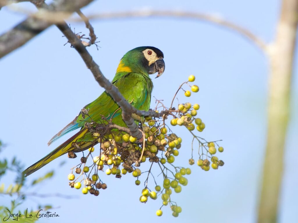 Maracanã-de-colar (Primolius auricollis).
